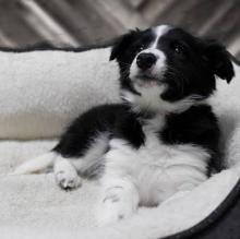 Puppies for sale border collie - Ireland, Cork