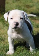 Puppies for sale american bulldog - Netherlands, Hoorn