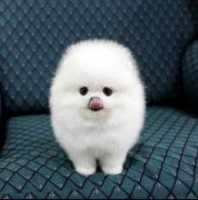 Puppies for sale pomeranian spitz - Belarus, Maladzyechna