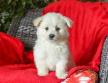 Puppies for sale maltese - Ukraine, Exactly