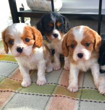 Puppies for sale king charles spaniel - Lithuania, Vilnius