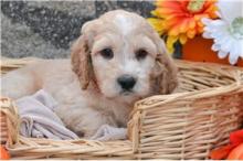 Puppies for sale irish setter - Greece, Athens