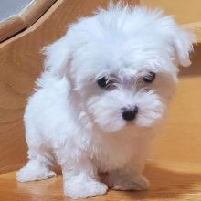 Puppies for sale maltese - Italy, Genoa