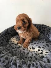 Puppies for sale , cavapoo - Greece, Athens