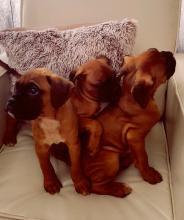 Puppies for sale boxer - Czech Republic, Plzen