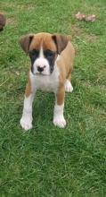 Puppies for sale boxer - Finland, Rovaniemi