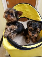 Puppies for sale yorkshire terrier - Portugal, Aveiro