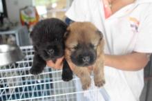 Puppies for sale chow chow - Bulgaria, Plovdiv