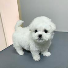 Puppies for sale , bichon frise - Ireland, Dublin