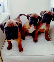 Puppies for sale boxer - Poland, Rybnik