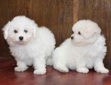 Puppies for sale bichon - Ireland, Dublin. Price 150 €