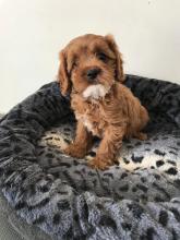 Puppies for sale , cavapoo - Denmark, Aarhus