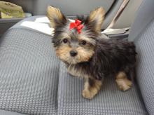 Puppies for sale yorkshire terrier - Portugal, Braga