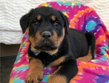 Puppies for sale rottweiler - Kazakhstan, Shymkent