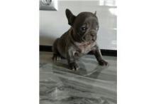 Puppies for sale french bulldog - Sweden, Mutal