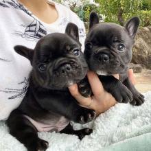 Puppies for sale french bulldog - Ireland, Dublin