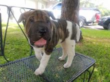 Puppies for sale shar pei - Portugal, Gondomar