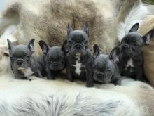 Puppies for sale french bulldog - Russia, Irkutsk