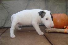 Puppies for sale bull terrier - Italy, Bari