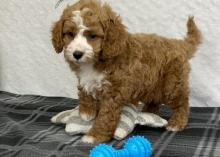 Puppies for sale , cavapoo - Ireland, Dublin. Price 10 €