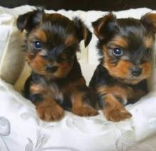 Puppies for sale , yorkie - Italy, Genoa