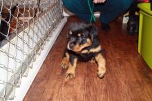 Puppies for sale rottweiler - Portugal, Mirandela