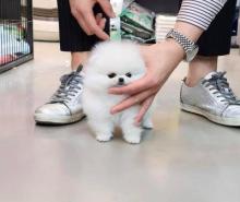 Puppies for sale pomeranian spitz - Estonia, Kohtla-Jarve