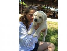 Puppies for sale labrador retriever - Spain, Madrid