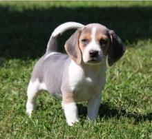 Puppies for sale beagle - Russia, Vladikavkaz