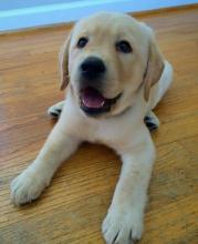 Puppies for sale , labrador - Poland, Torun