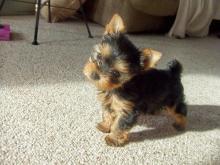 Puppies for sale yorkshire terrier - Italy, Milan