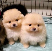 Puppies for sale , pomeranian - Ireland, Dublin