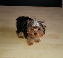 Puppies for sale yorkshire terrier - USA, California, San Francisco