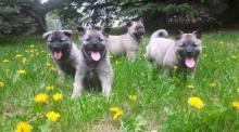 Puppies for sale other breed, norwegian elkhound   - United Kingdom, Sheffield. Price 10 €