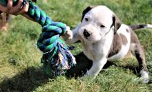 Puppies for sale american bulldog - Netherlands, Voorburg