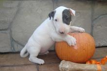 Puppies for sale bull terrier - Italy, Verona