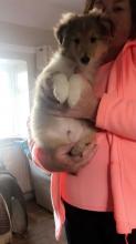 Puppies for sale sheltie (shetland sheepdog) - Germany, Dortmund. Price 10 €