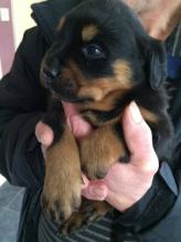 Puppies for sale rottweiler - Canada, Ontario, Kitchener