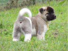 Puppies for sale akita - Netherlands, Rotterdam. Price 11 €