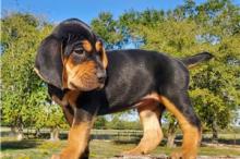 Puppies for sale other breed, bloodhound  puppies - United Kingdom, Aberdeen