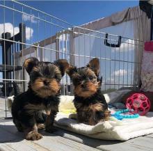 Puppies for sale , yorkshire terrier - USA, Utah