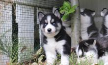 Puppies for sale haski - USA, Massachusetts