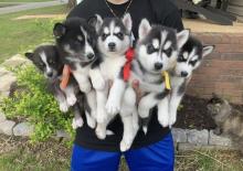 Puppies for sale haski - Canada, Saskatchewan