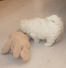 Puppies for sale maltese - France, Strasbourg. Price 250 €