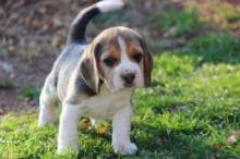 Puppies for sale beagle - Slovakia, Presov. Price 10 €
