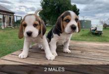 Puppies for sale beagle - Netherlands, Leiden. Price 10 €