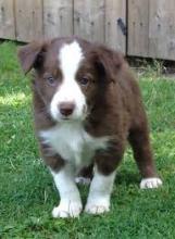 Puppies for sale border collie - Cyprus, Limassol. Price 11 €