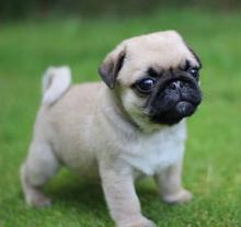 Puppies for sale pug - Finland, Helsinki