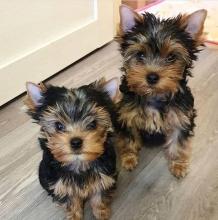 Puppies for sale , yorkshire terrier - Canada, Quebec, Quebec City