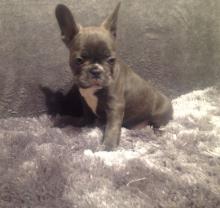 Puppies for sale french bulldog - Finland, Kuopio. Price 250 €